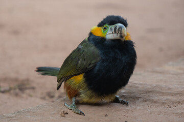 Araçari-poca, beautiful brazilian tropical bird - 389475960