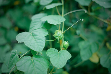 Wild Green leaves pattern in nature rainforest