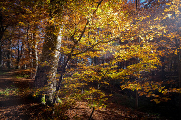 Obraz premium Beautiful sunlight passing through autumn coloured forest with leaves in yellow, orange and red shades, backlit by strong sun
