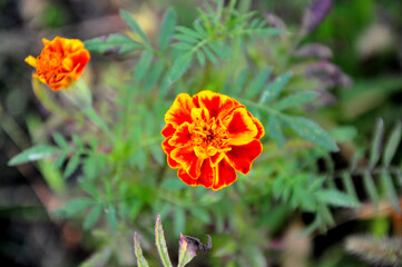 red and yellow marigold flower