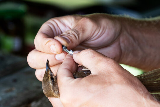 An ornithologist ringing a captured bird in a bird station on the coast of Estonia, Northern Europe. 