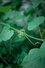 Wild Green leaves pattern in nature rainforest