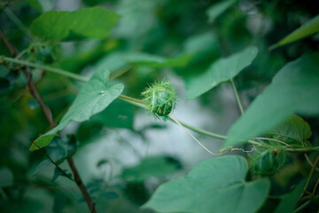 Wild Green leaves pattern in nature rainforest