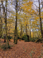 Autumn view with yellow leaves in Epping forest , Chingford London