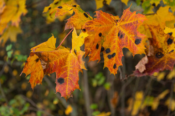 Landschaft im Herbst