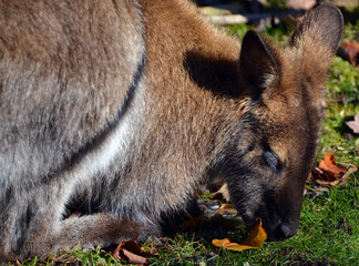 IN fall a wallaby is any animal belonging to the family Macropodidae that is smaller than a...