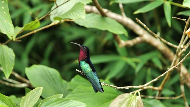Beautiful purple-throated carib colibri madere in natural habitat resting on a branch with leaves in brackground Martinique 