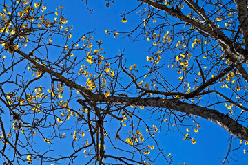 Yellow flowers on tree (Cochlospermum vitifolium), Rio de Janeiro, Brazil 