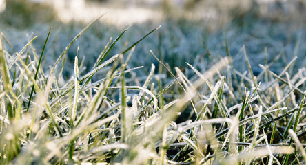 Morning dew froze on a green grass lawn and turned it into a white blanket