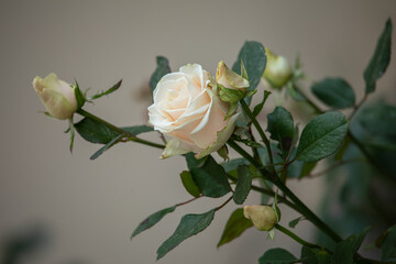 Obraz premium Creamy rose flower in the summer garden