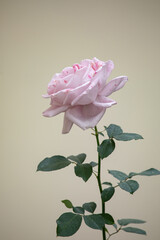 Pink rose flower in the summer garden
