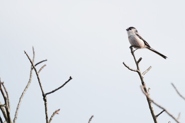 long tailed tit on branch