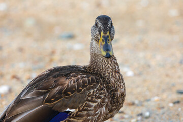 Duck at the beach in Newport RI
