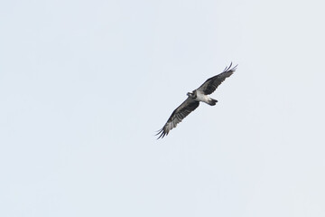 osprey in cast sky