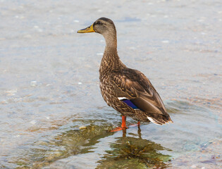 Duck at the beach in Newport RI