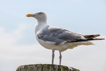 Obraz premium Seagull on post in Newport RI Shipyard