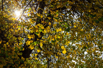 Sun shining through colorful leaves in autumn