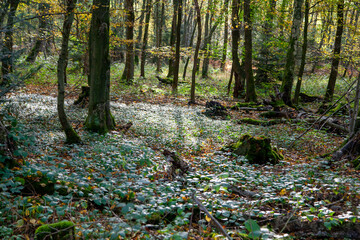 Bodendecker in der Sonne