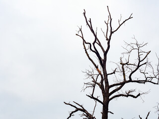 The top of a bare dry tree against a white cloudy sky