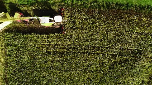 Maisernte, Landwirtschaftliche T&auml;tigkeit zur Ernte Saison