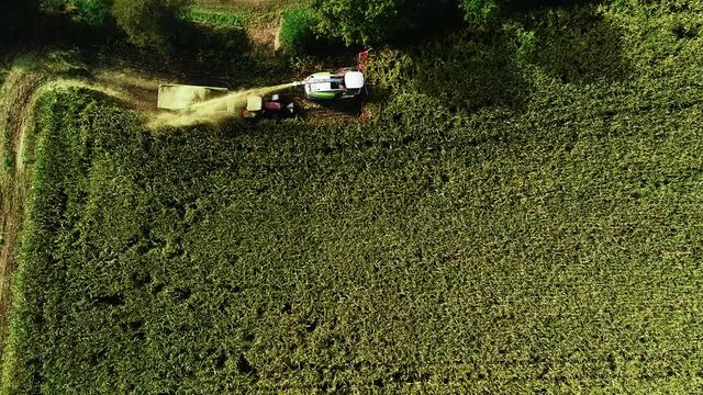 Maisernte, Landwirtschaftliche T&auml;tigkeit zur Ernte Saison