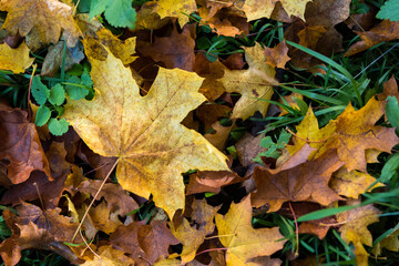 Naklejka na ściany i meble Autumn in the park, yellow leaves. Sunny day. Golden autumn.