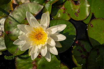 Seerosenbl&uuml;te im Sonnenschein