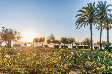 Coucher de soleil sur le parc de la roseraie de Cannes en bord de mer