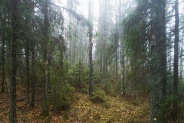 A foggy and mystical autumn morning in a mixed boreal forest in Estonia, Northern Europe. 