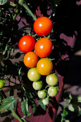 Vertical photo of clusters of tomatoes in various stages of ripeness