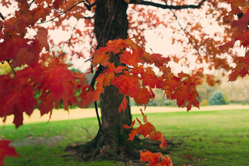 Brilliant red maple in Fall foliage