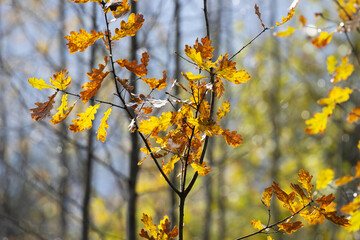 Colorful European oak leaves in Estonian boreal forest during autumn foliage.	