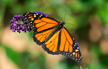 Fototapeta na wymiar Monarch on Purple Flower