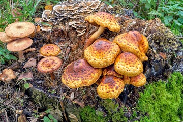 Mushrooms on a decayed birch tree stump
