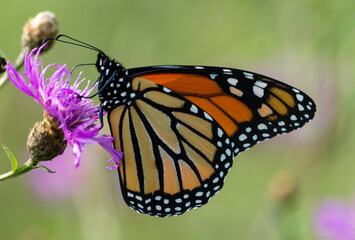 Monarch on Purple Thistle
