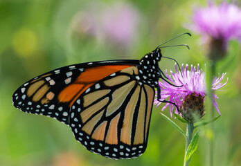 Monarch on Thistle
