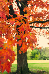 Brilliant red maple in Fall foliage