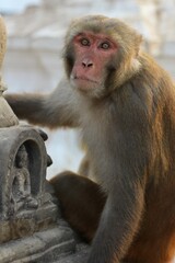 portrait of a macaque