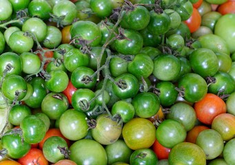 Tray of green and red cherry tomatoes just picked from the vegetable garden