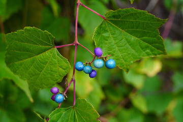 Blue berries of the Ampelopsis Gnadulosa porcelain berry plant
