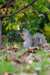 Furry Eastern gray squirrel (sciurus carolinensis) in the grass