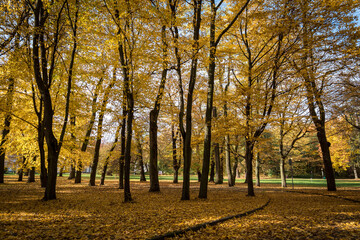 Autumn in the park, yellow leaves. Sunny day. Golden autumn.