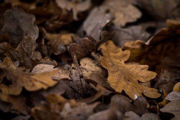 Autumn in the park, yellow leaves. Sunny day. Golden autumn.