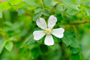 Flower of dog rose, hedge rose (Rosa canina L.)