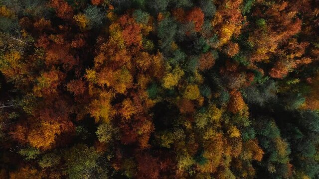 Aerial shot of forest in fall season. The autumn colors. Autumn trees, Drone flies over the colourful autumn forest in Carpathian Mountains, Ukraine.