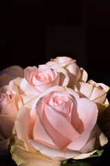 Pale pink bouquet of roses in natural light with a black background