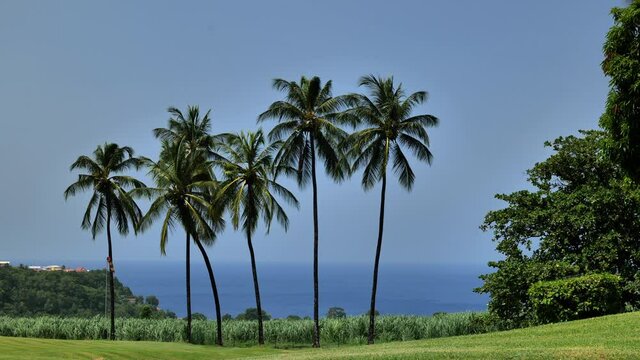 palm trees on a sunny day with sugar cane field and caribbean sea in background Martinique