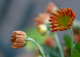 flor de oto&ntilde;o