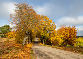 A road leading through a deciduous forest. Leaves fall from tall trees.