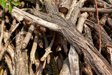 Brushwood background . Dry tree branches in a pile 
